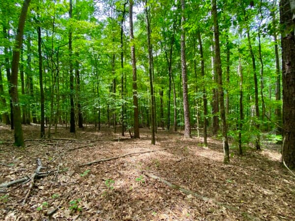 Coker: Mt. Olive Road - 9 ac. - Home Site